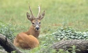 Cursus Kennis & Beheer van Reeën SJN